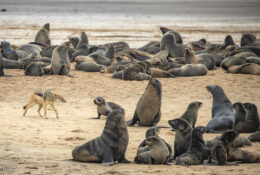 Namibia_August (125/135)
